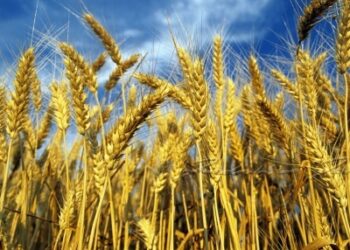 L’import italiano sul frumento e sul mais continua a salire – PP