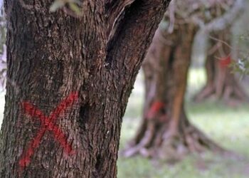 L’Ue vuole abbattere le piante colpite dal batterio Xylella – PP