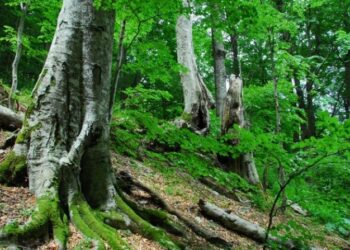 forestazione1
