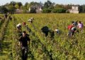 La vendemmia in Francia
