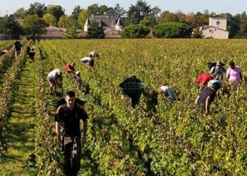 La vendemmia in Francia
