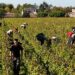 La vendemmia in Francia