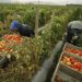 LAVORO Caporalato, dal Ministero del lavoro 60 mln per azioni di contrasto