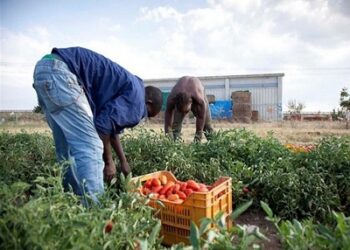 LAVORO terra0321 06-03-21