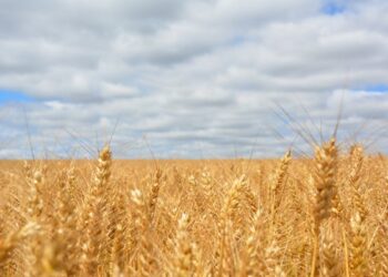 Stop all’accordo di pace Russia-Ucraina. Balzo dei prezzi di grano e mais, rischio crisi alimentare