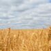 Stop all’accordo di pace Russia-Ucraina. Balzo dei prezzi di grano e mais, rischio crisi alimentare