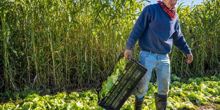 PAC, il sindacato spagnolo CCOO chiede al governo di blindare la condizionalità sociale