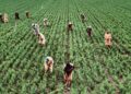 L’economia italiana dipende sempre più dal lavoro migrante