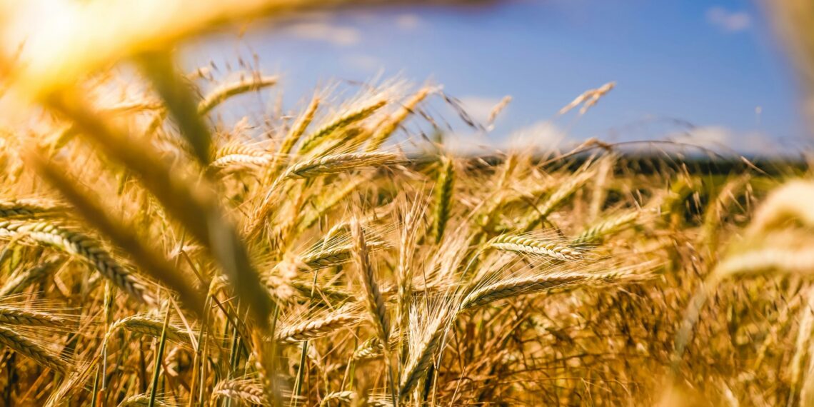 Agricoltura, in vent’anni diminuita la produzione di mais, frumento e alberi da frutto