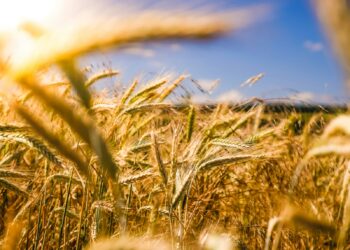 Agricoltura, in vent’anni diminuita la produzione di mais, frumento e alberi da frutto  