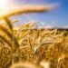 Agricoltura, in vent’anni diminuita la produzione di mais, frumento e alberi da frutto